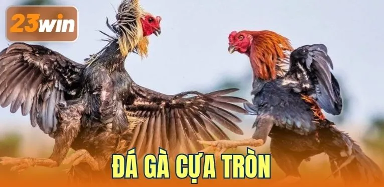 Đá Gà Cựa Tròn Là Gì? 23WIN Phổ Biến Thông Tin Từ A-Z