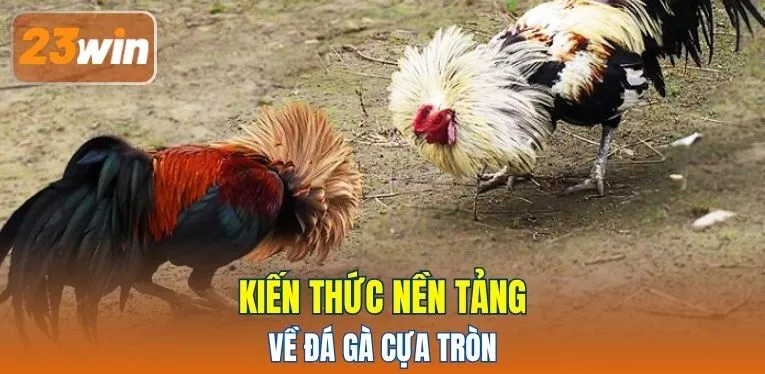 Kiến thức nền tảng về đá gà cựa tròn
